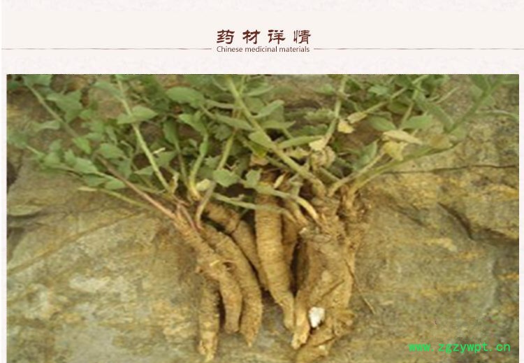 南沙参2.jpg