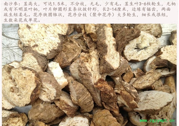 南沙参4.jpg