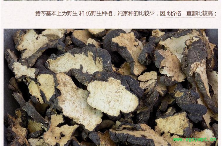 猪苓3.jpg