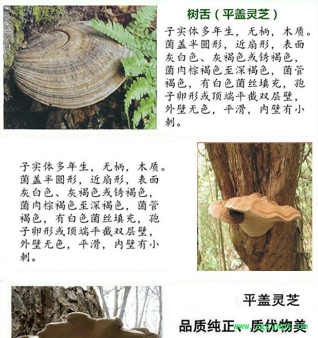 平盖灵芝下.jpg