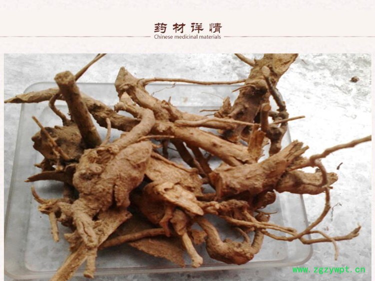 根栀子3.jpg