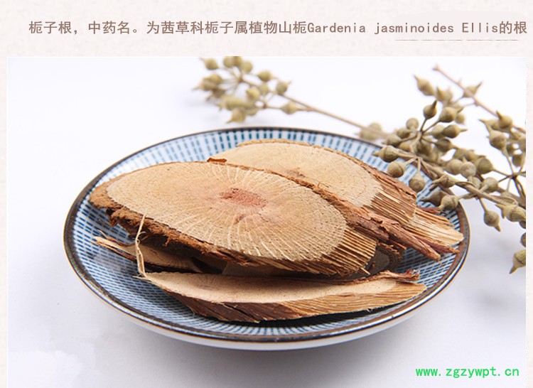 根栀子5.jpg