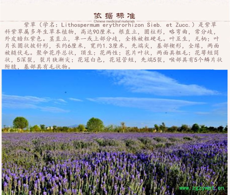 新疆紫草5.jpg