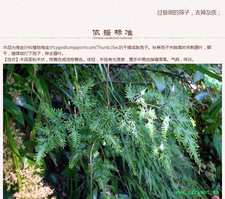 海金沙4.jpg