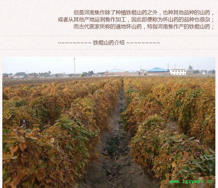 小圆片山药3.jpg