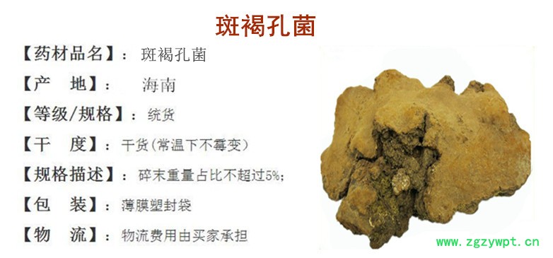斑褐孔菌.jpg