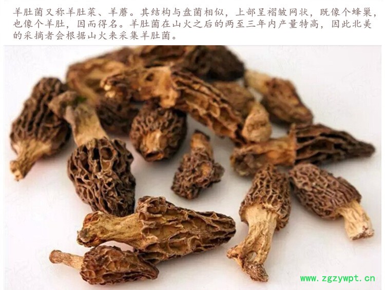羊肚菌4.jpg