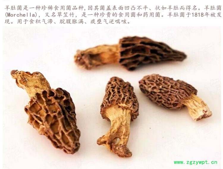 羊肚菌3.jpg