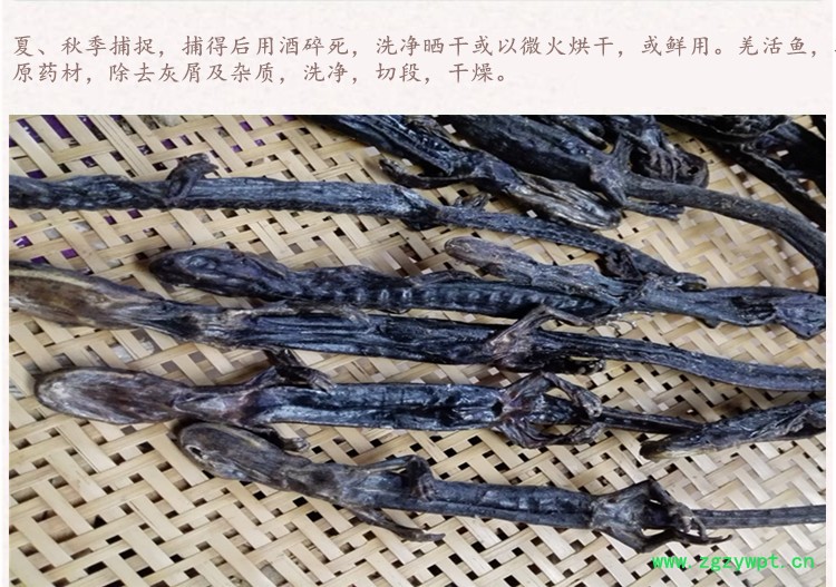 羌活鱼4.jpg