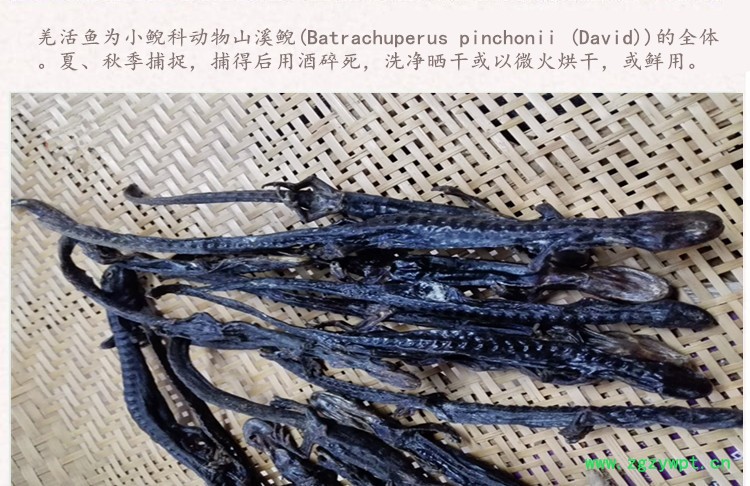 羌活鱼3.jpg