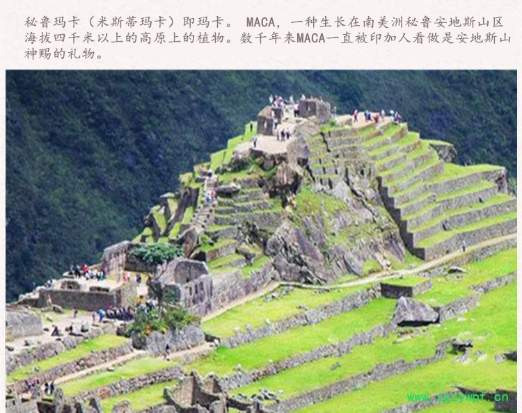 秘鲁黑玛卡2上.jpg