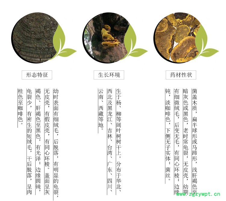 桑黄2.jpg