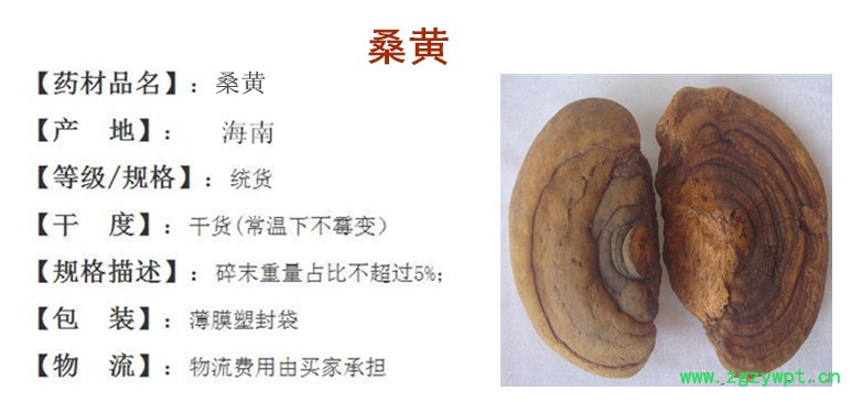 桑黄.jpg