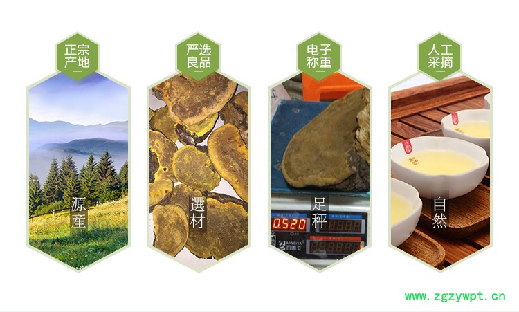桑黄3.jpg