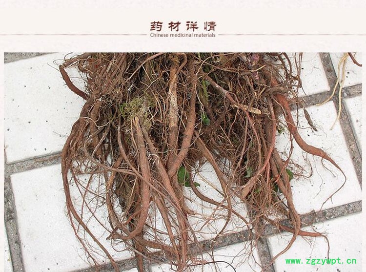 山东丹参2.jpg