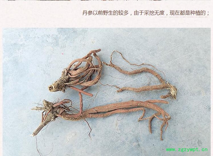 山东丹参3.jpg