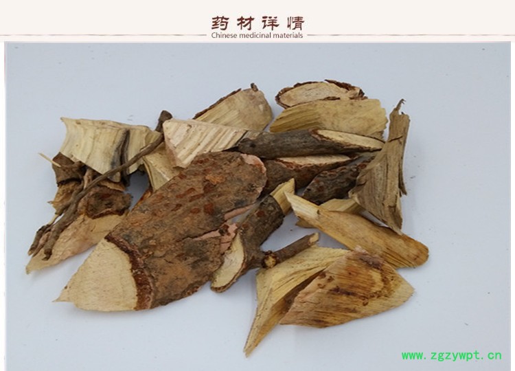 盐肤木根2.jpg