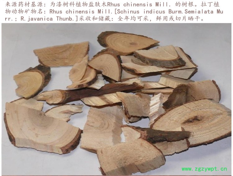 盐肤木根4.jpg