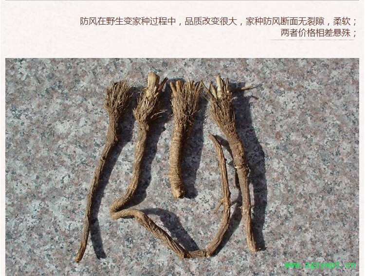 防风3.jpg