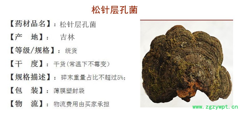 松针层孔菌.jpg