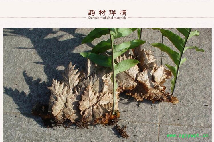 骨碎补2.jpg