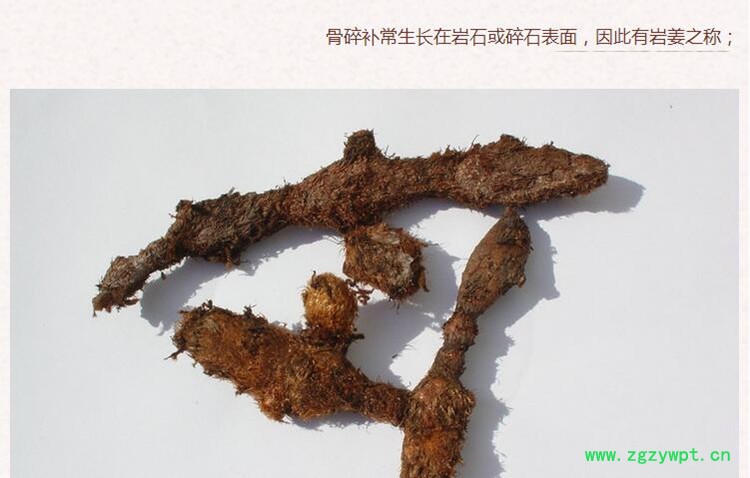 骨碎补3.jpg