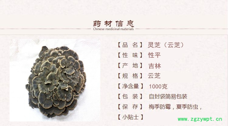云芝1.jpg