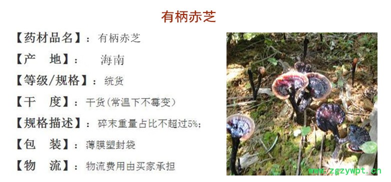 有柄赤芝.jpg