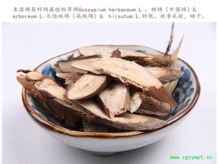 棉花根4 .jpg