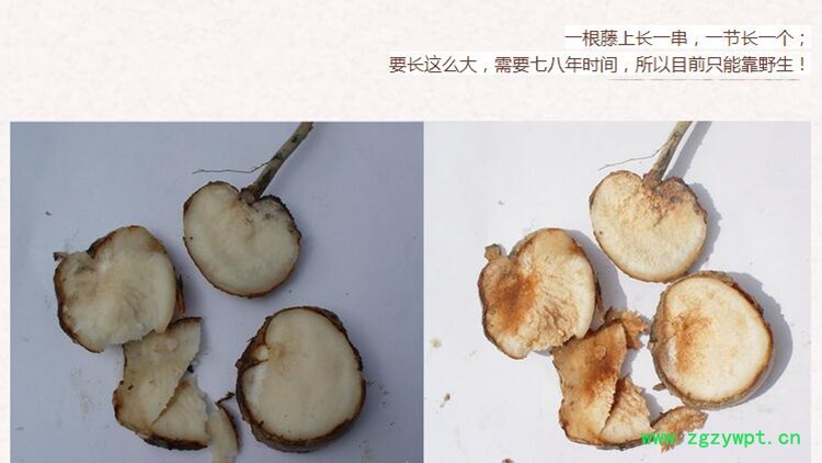 土茯苓3.jpg