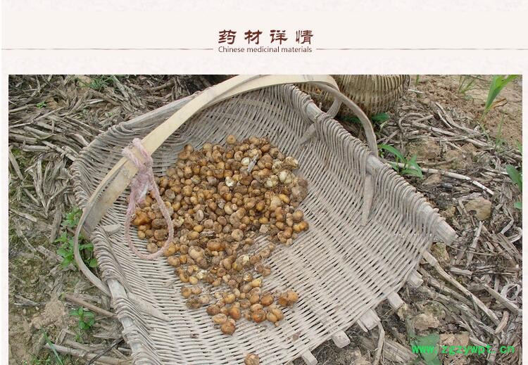 元胡2.jpg