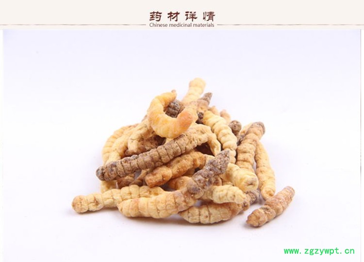 土虫草2.jpg