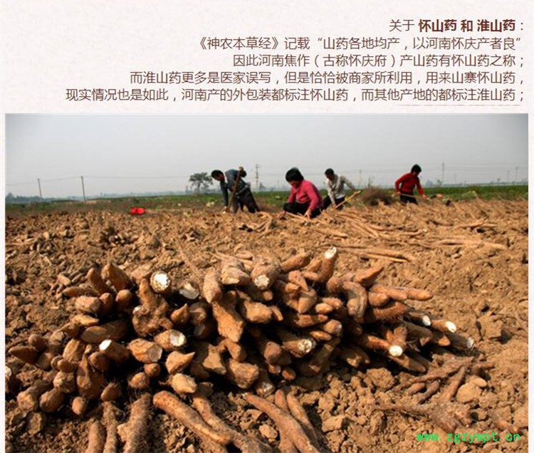 山药选货3.jpg