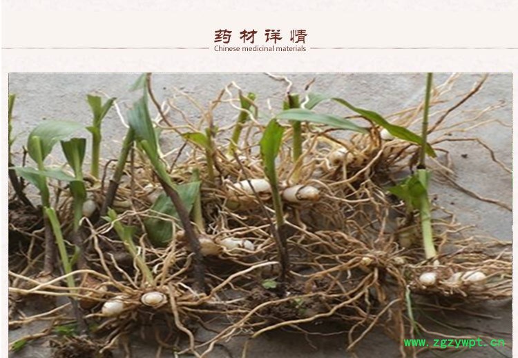 白芨2.jpg