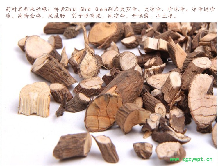朱砂根3.jpg