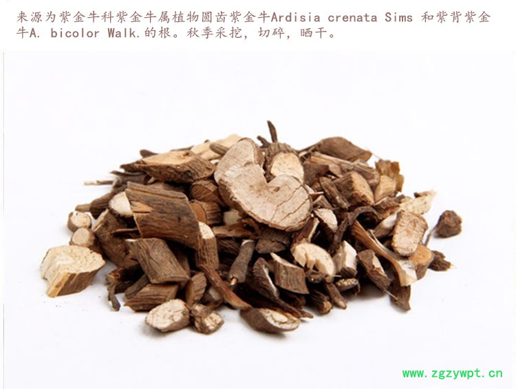 朱砂根4.jpg