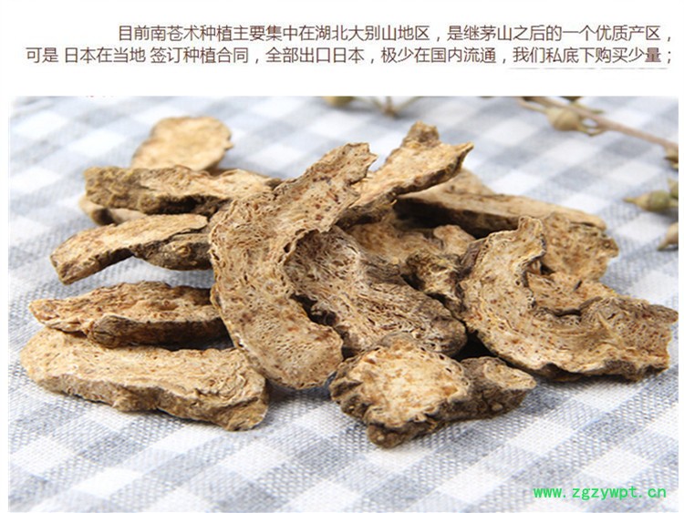 内蒙苍术4.jpg