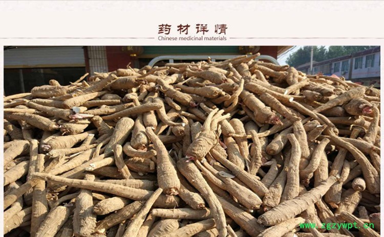 白芷个2.jpg