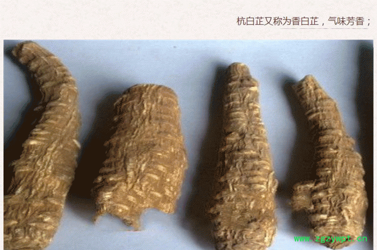 白芷个4.gif