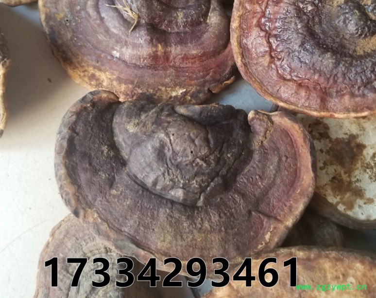 无柄赤芝 (3).jpg