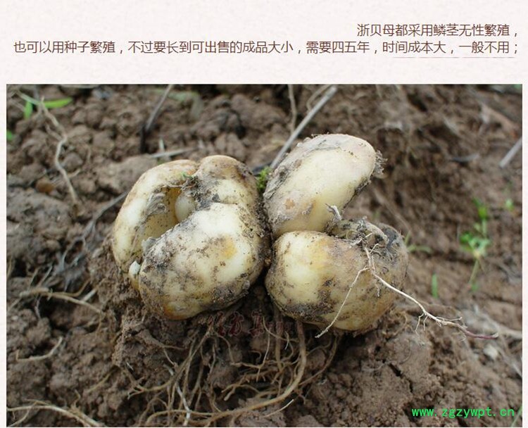 浙贝母4.jpg