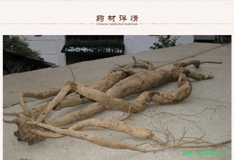 葛根2.jpg