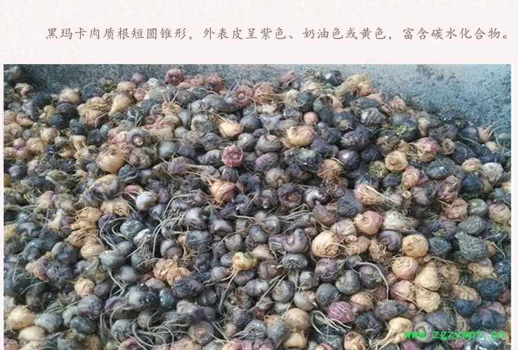 30头黑玛卡4.jpg