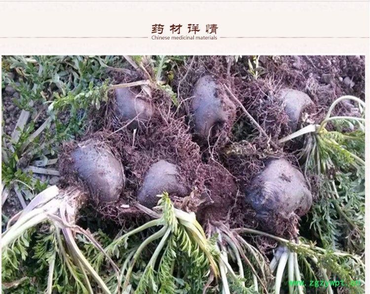 30头黑玛卡3.jpg