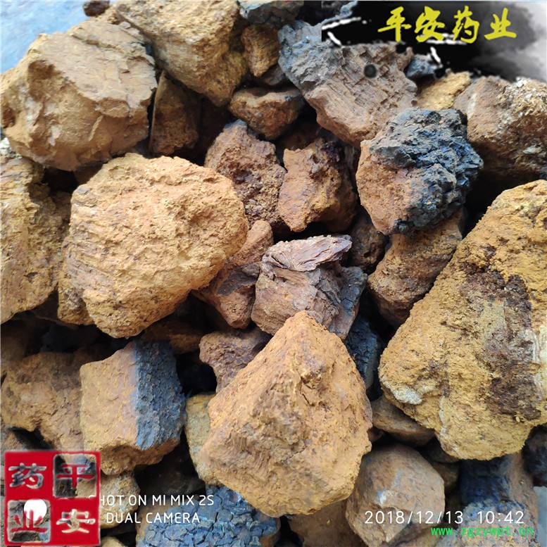 桦树茸白桦茸~02_副本.jpg