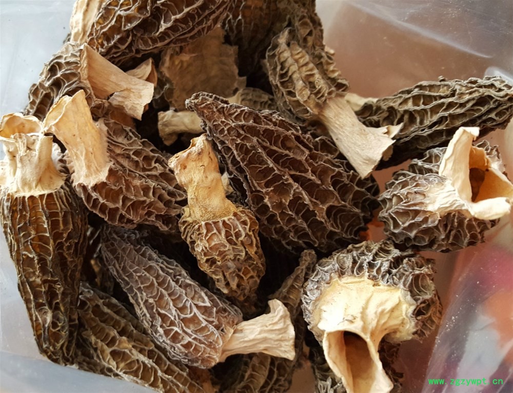 羊肚菌_meitu_8.jpg