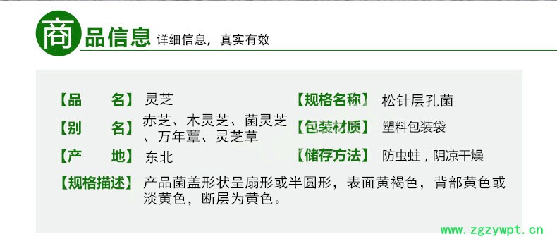 松针层孔菌2.jpg