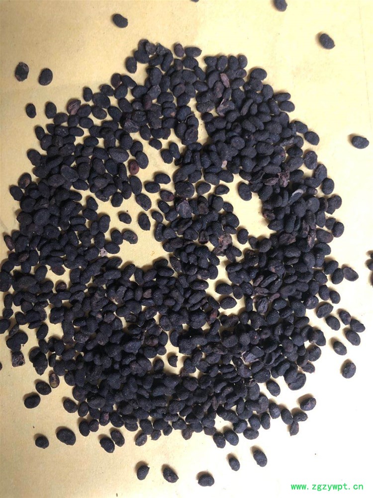 补骨脂 (2).jpg