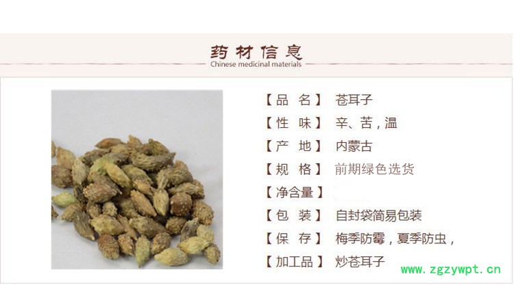 苍耳子 1_副本.jpg