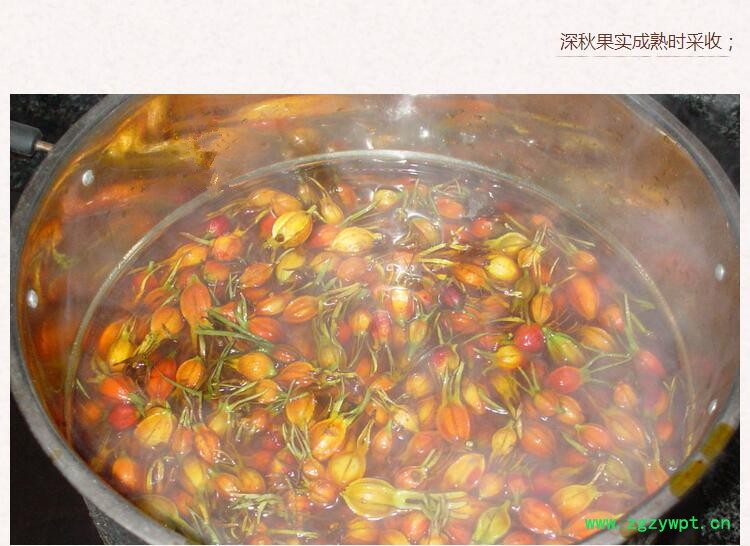 栀子5.jpg
